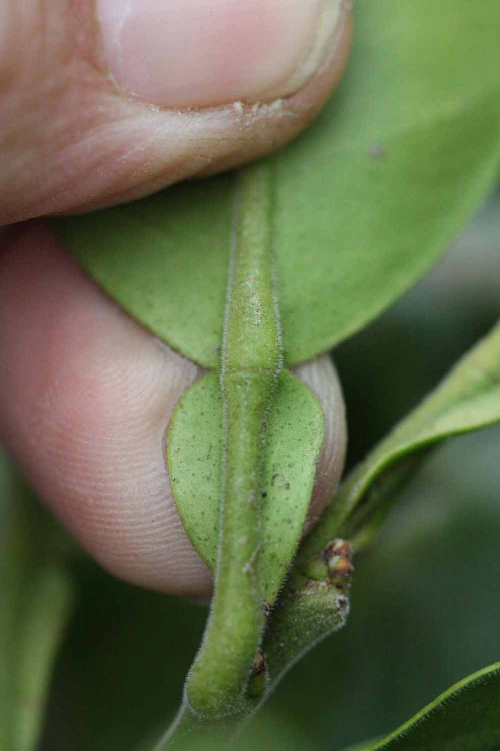              Petiole (Riverside, CA)       